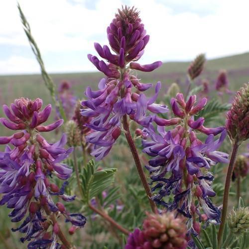 Red stalks with purple-pink flowers and green leaves.
