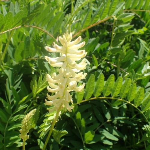 Off-white flower and buds, lime-yellow stems and leaves.