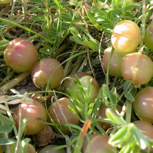 pink-yellow fruits and green leaves and green stem on the ground.