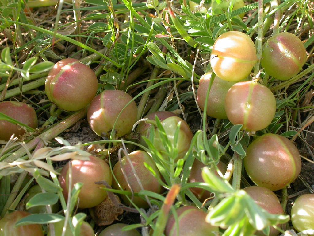 pink-yellow fruits and green leaves and green stem on the ground.