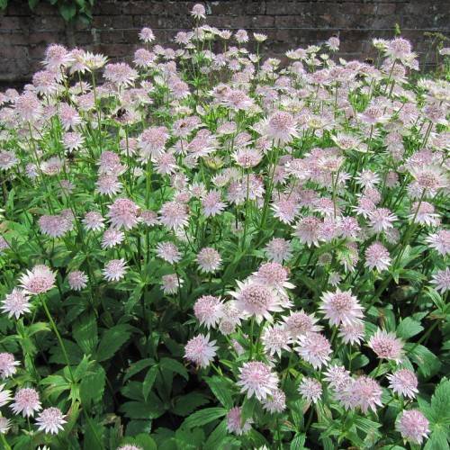 Lavender-white flowers on green leaves and green stalks.
