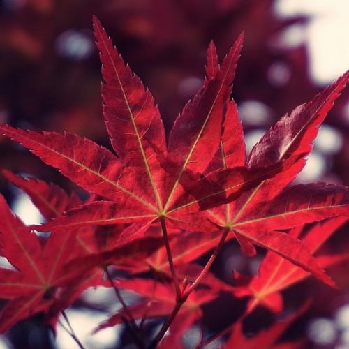 Bright-Red leaves with yellow veins, growing out of tiny red stems.