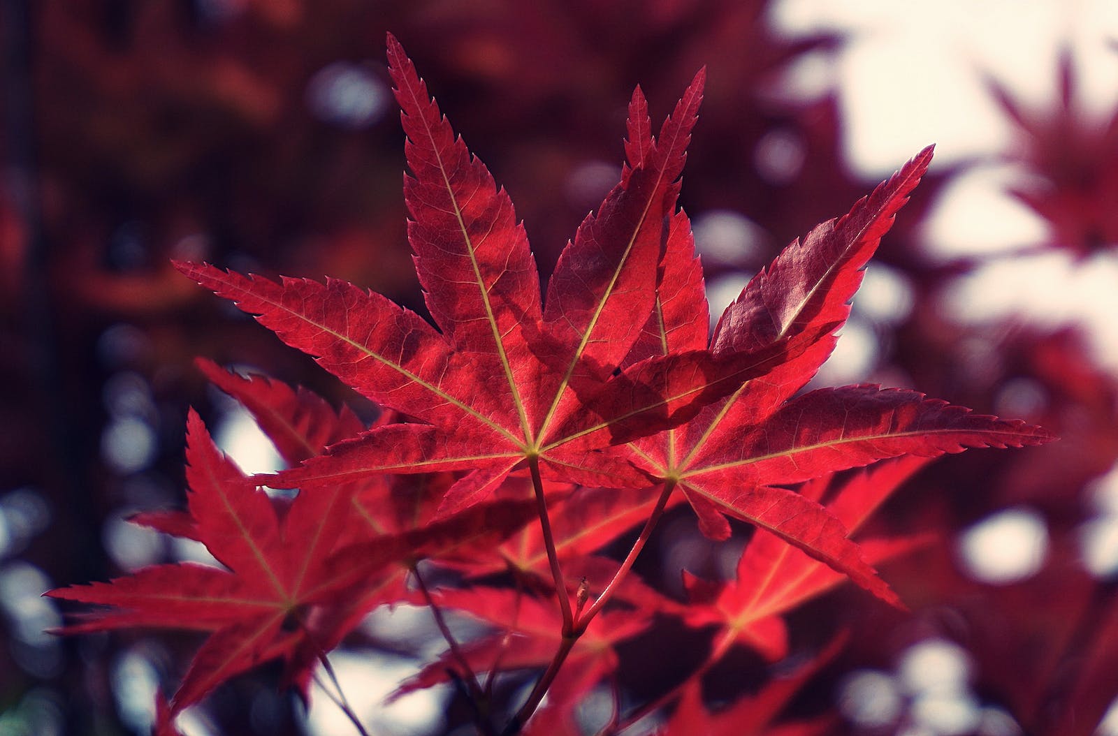 Bright-Red leaves with yellow veins, growing out of tiny red stems. 

