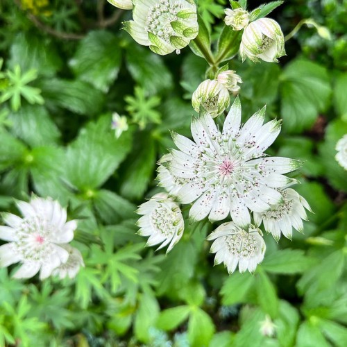 White-green flower with pink center, lime-white buds, green leaves and dark-pink anthers.