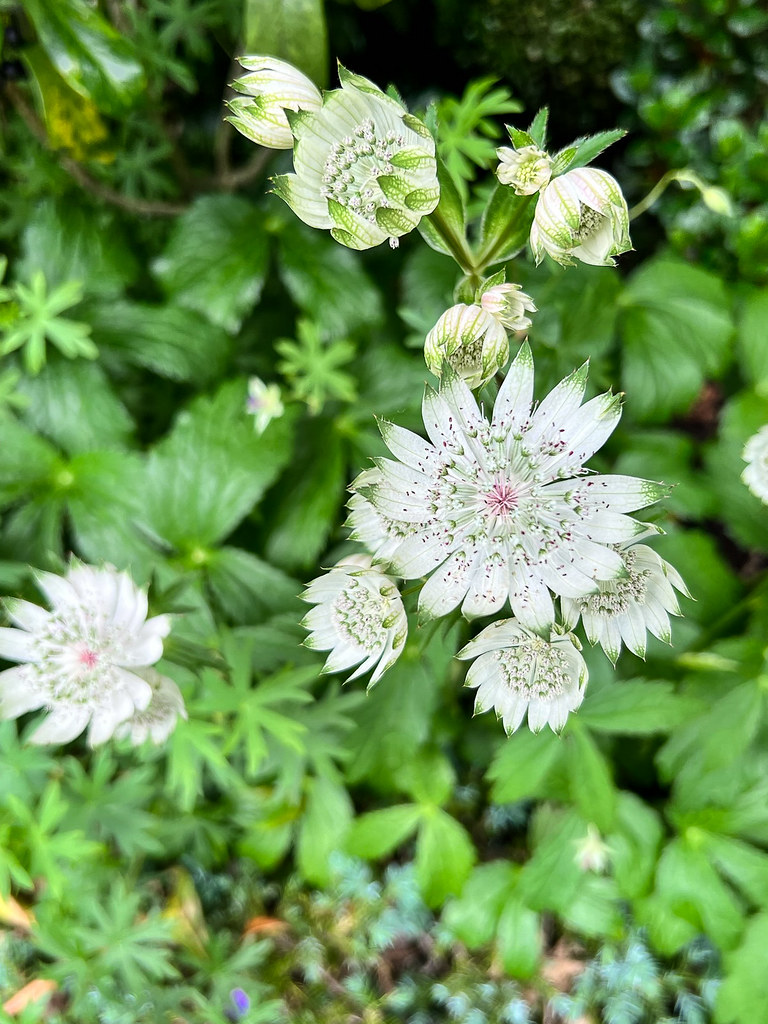White-green flowers, pink stamens with green leaves.