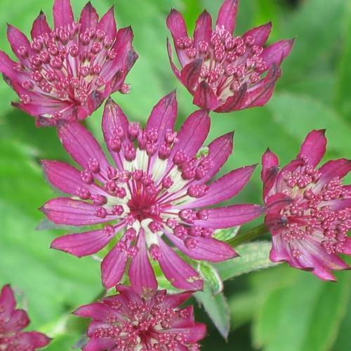 Pink-purple flowers with pink anthers and green foliage in the background.