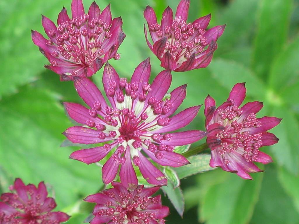 Pink-purple flowers with pink anthers and green foliage in the background.