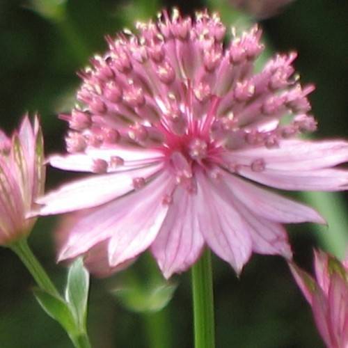 Pink flowers and pink anthers on green stalk and green leaves.
