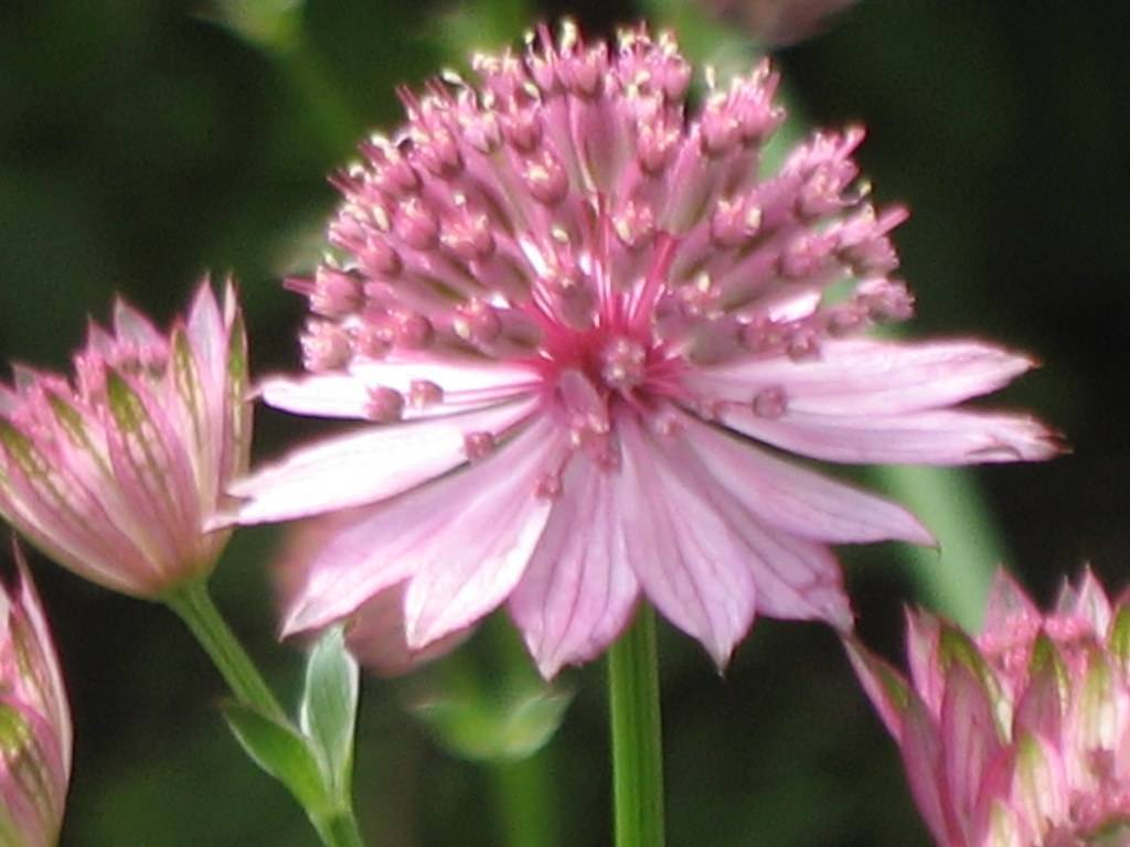 Pink flowers and pink anthers on green stalk and green leaves.