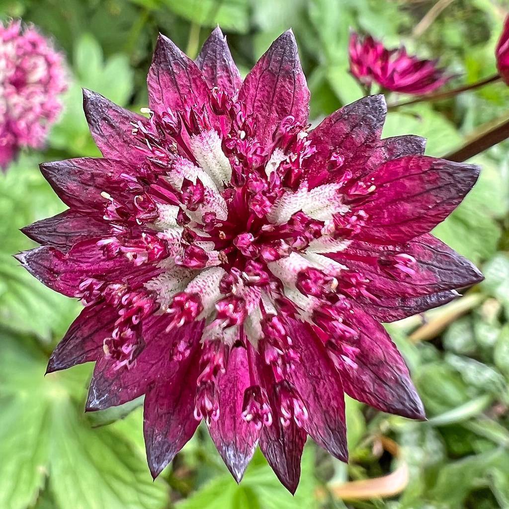 Deep-pink-maroon flower with creamy-white-pink anther and dark-purple bracts against blurred green leaves.