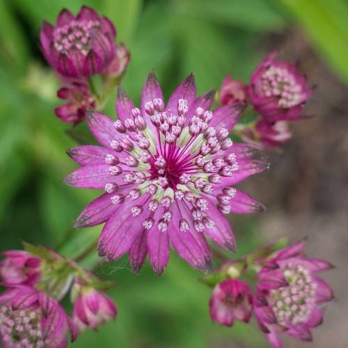 Pink-white flowers with dark-pink bracet and pink stamens against burly green leaves.