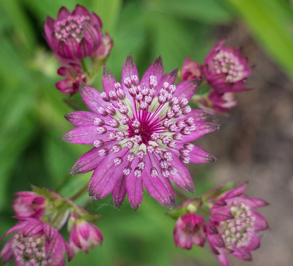 Pink-white flowers with dark-pink bracet and pink stamens against burly green leaves.