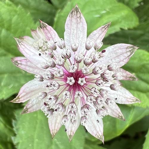 Pink-white flower with a green margins and pink stamens and green leaves.