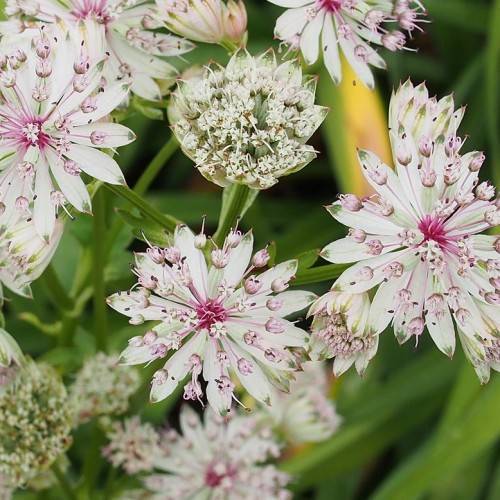 Pink-white flowers with green leaves on green stems.