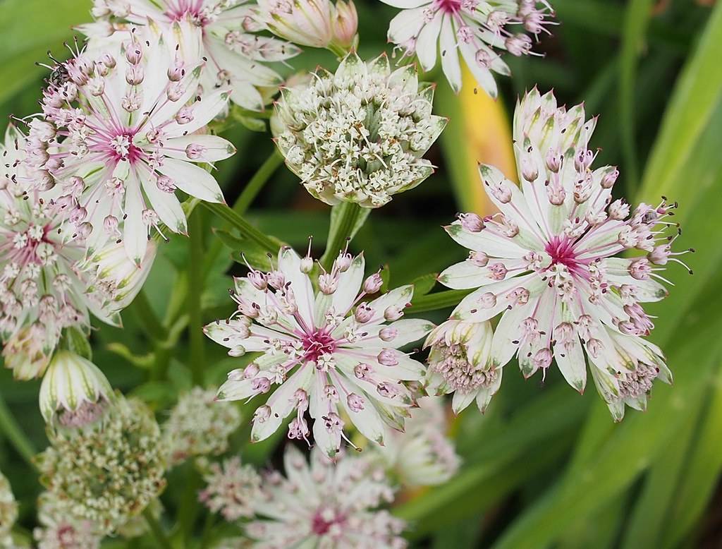 Pink-white flowers with green leaves on green stems.