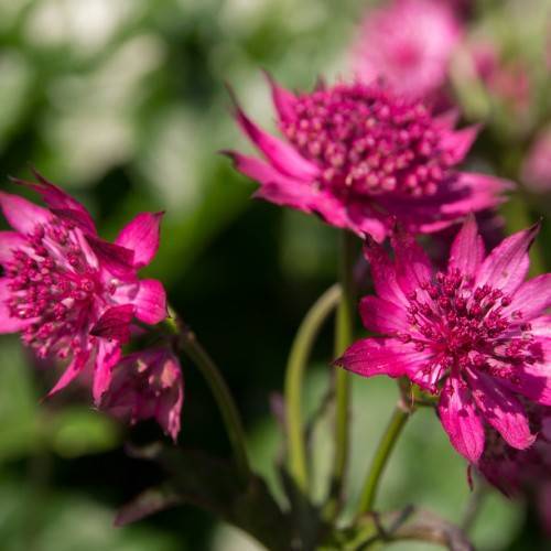 Vibrant pink flowers on green stems.