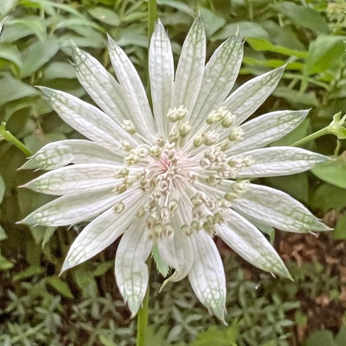 White-green flower with pink center. green stems and leaves.