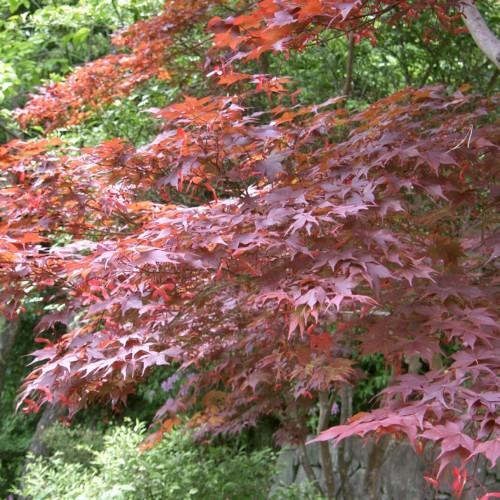 pink-green leaves with grey branches and trunk
