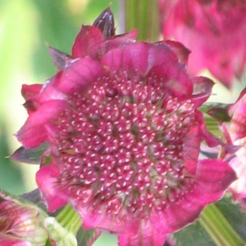 Pink-white flowers with pink-burgundy petals and green leaves with green stem.