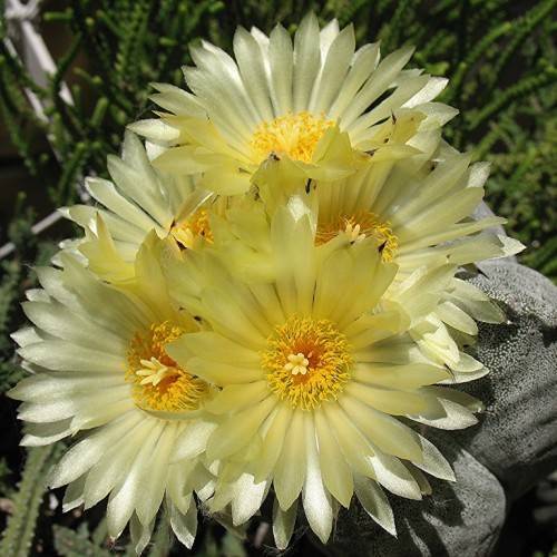 Creamy-green-yellow flowers with yellow anthers, gray-green cactus