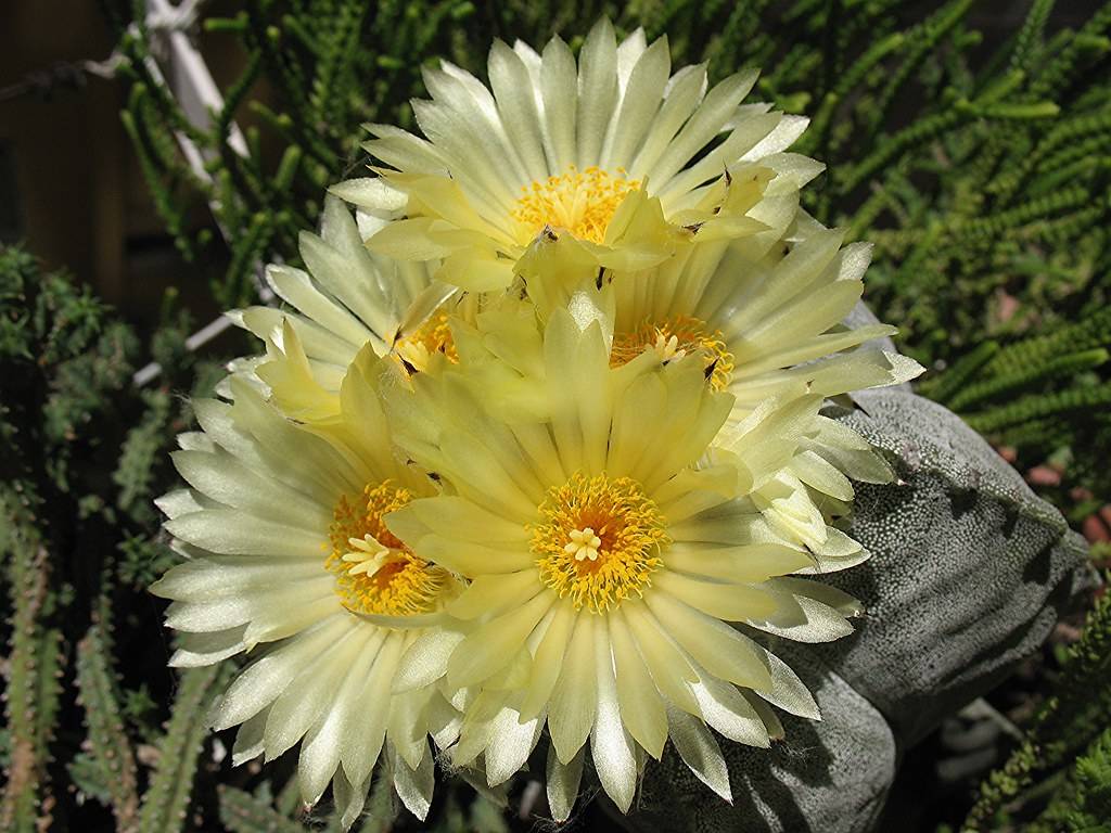 Creamy-green-yellow flowers with yellow anthers, gray-green cactus