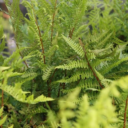 Green leaves, with lime-green petiole and brown stems.