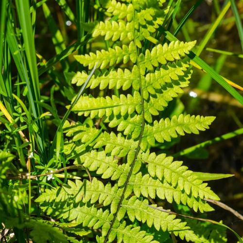 Green leaves featuring green fronds on dark-green stem.