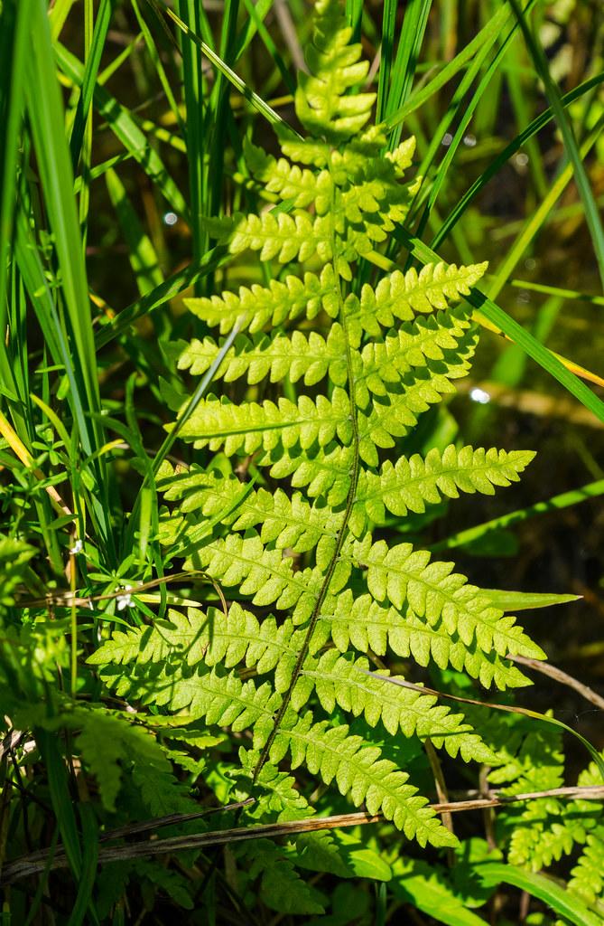 Green leaves featuring green fronds on dark-green stem.