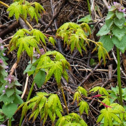 Maple-shaped light-green leaves, wet in rain, growing out of green stems with brown branches.