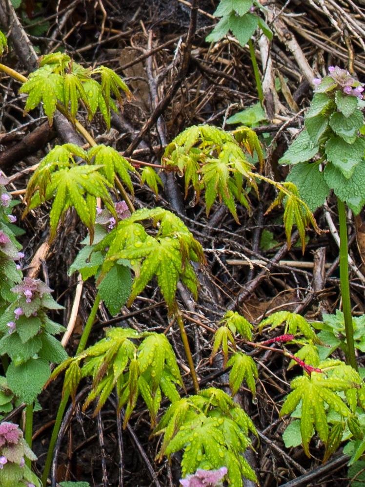 Maple-shaped light-green leaves, wet in rain, growing out of green stems with brown branches.