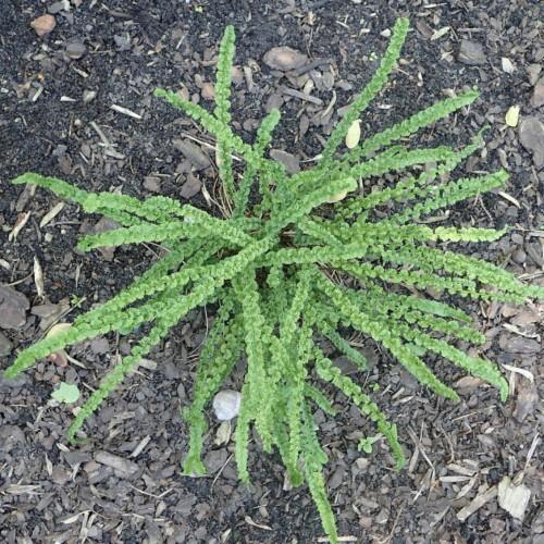 Green leaves with green stems.