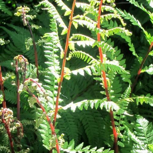 Green leaves with brown-maroon stems and lime-green buds.