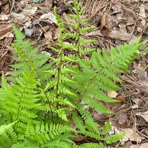 Green leaves with green stems and brown branches.