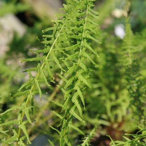 Green leaves with green stems.