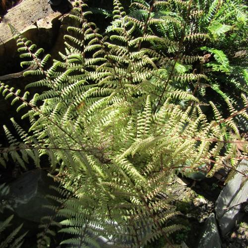 Green leaves with maroon stems and black branches.