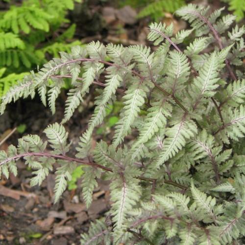 Green leaves with light-purple stems.