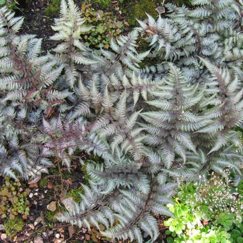 Silver-gray fronds with purple midribs and green leaves.