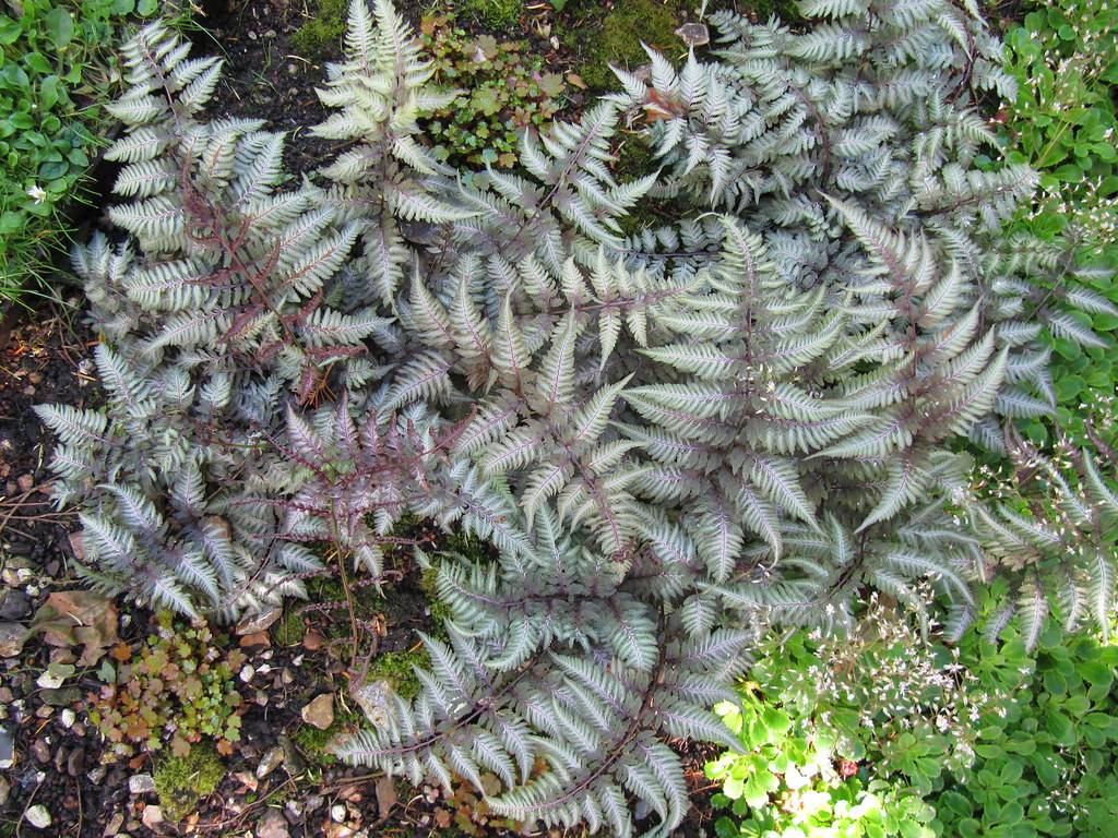 Silver-gray fronds with purple midribs and green leaves.