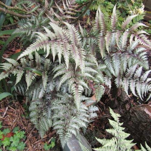 Grey-green-purple fronds and soft green leaves on purple stem.