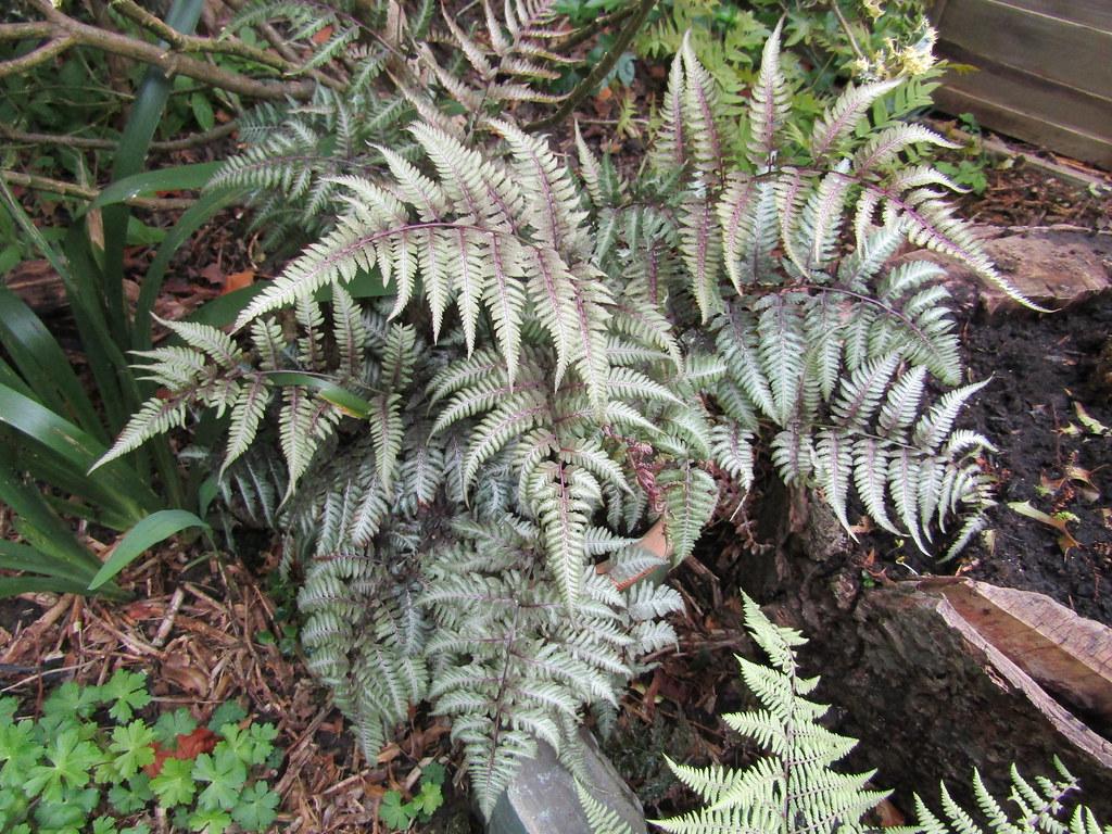 Grey-green-purple fronds and soft green leaves on purple stem.