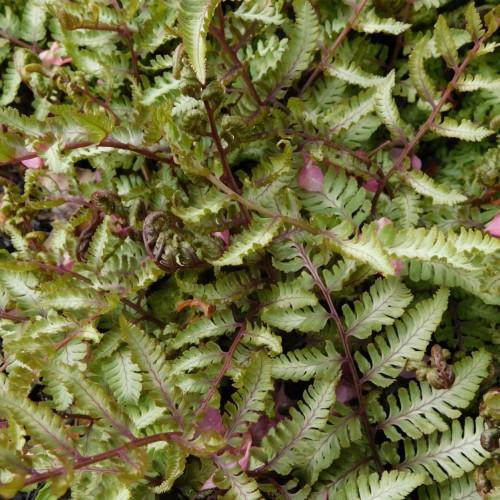 Green leaves with light-purple stems.