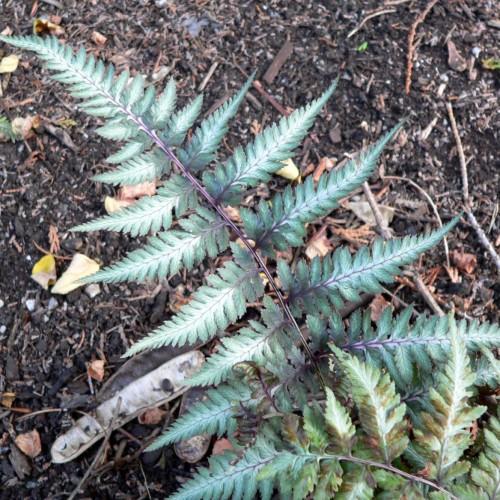 Green leaves with white center, white-purple stems.