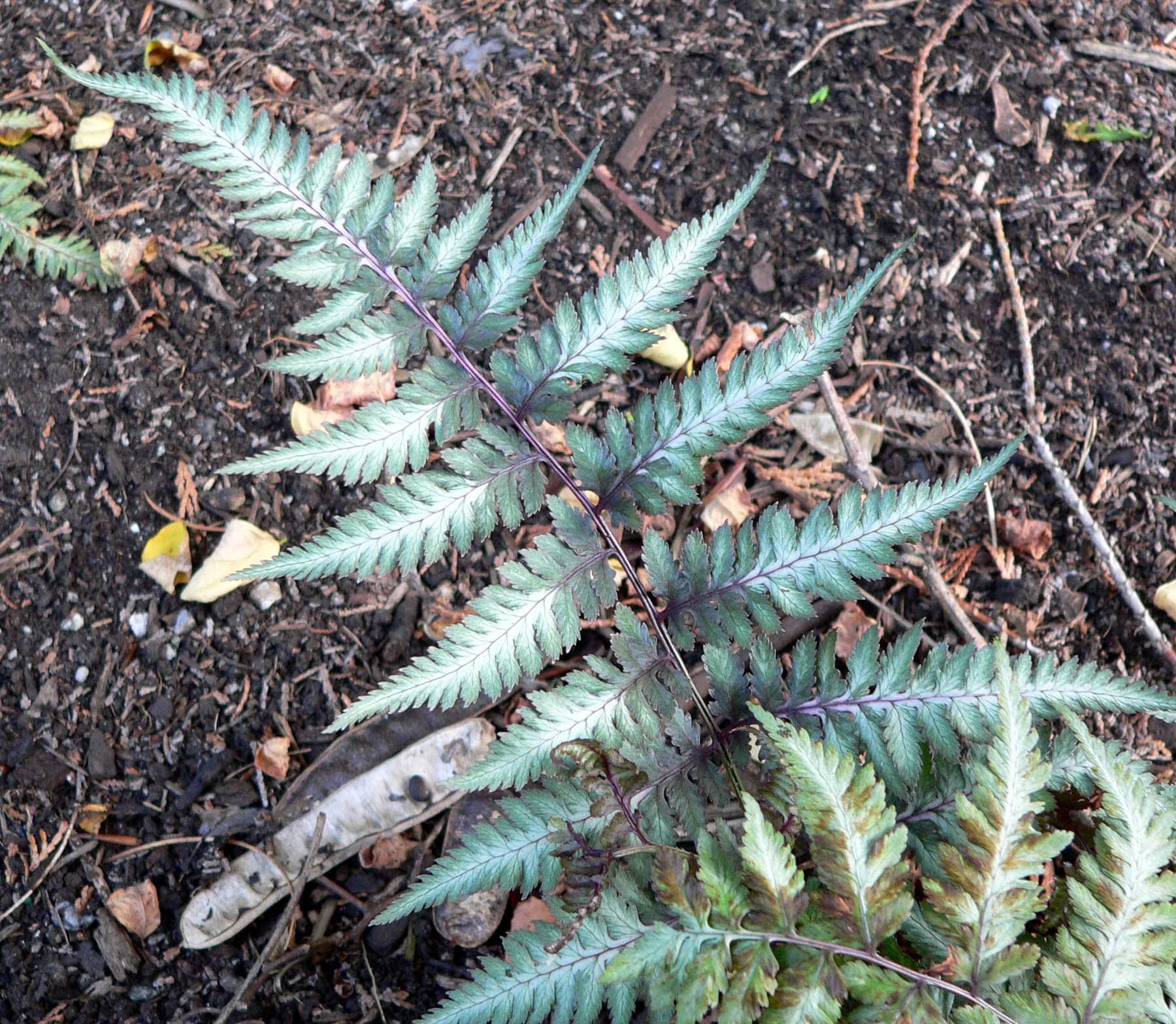 Green leaves with white center, white-purple stems.