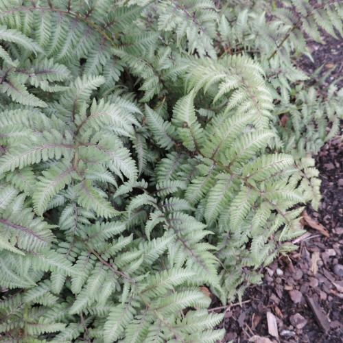 Green leaves with light-purple stems.