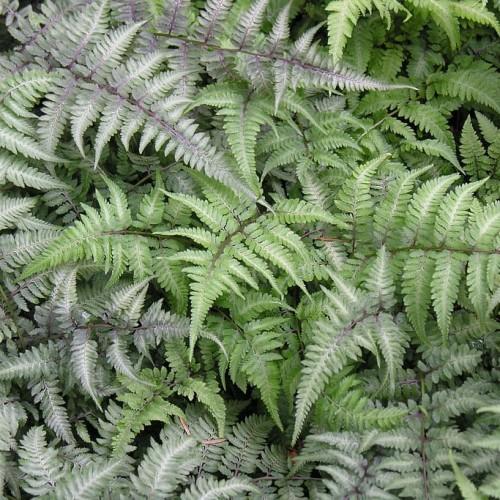 Green leaves with white center, white-purple stems.