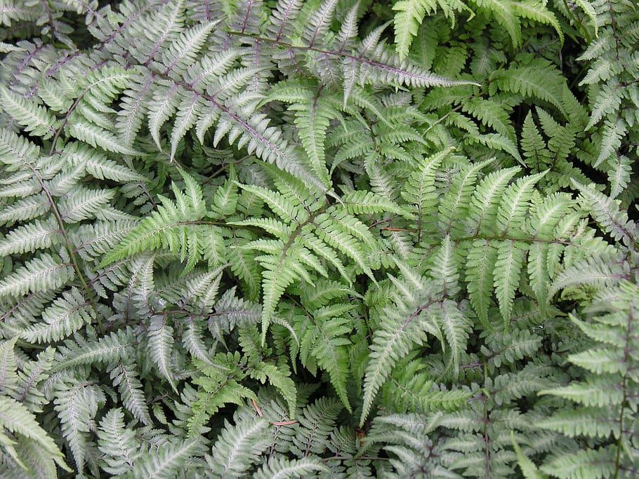 Green leaves with  white center, white-purple stems.