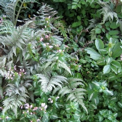Green leaves with white-purple stems.
