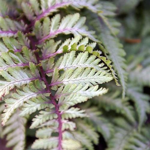 Green leaves with purple stems.