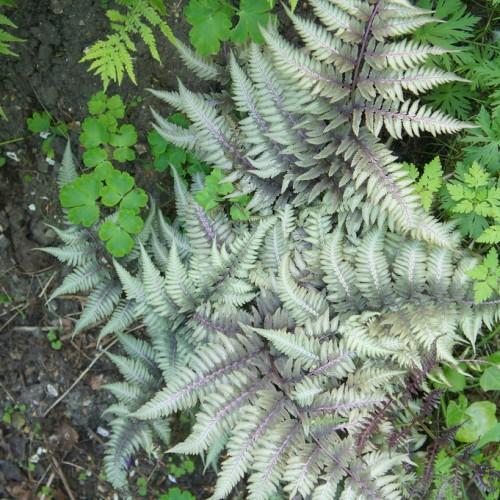 Light-green leaves with with light-purple stems yellow-purple branches.