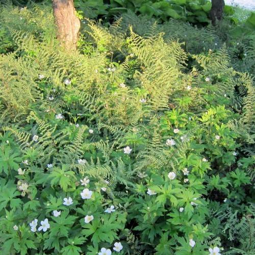 Green leaves with green stem